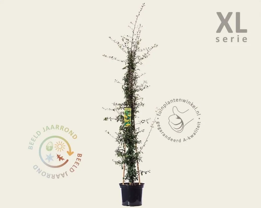 Pyracantha coccinea ‘Saphyr Jaune‘ - XL - Speciale aanbieding