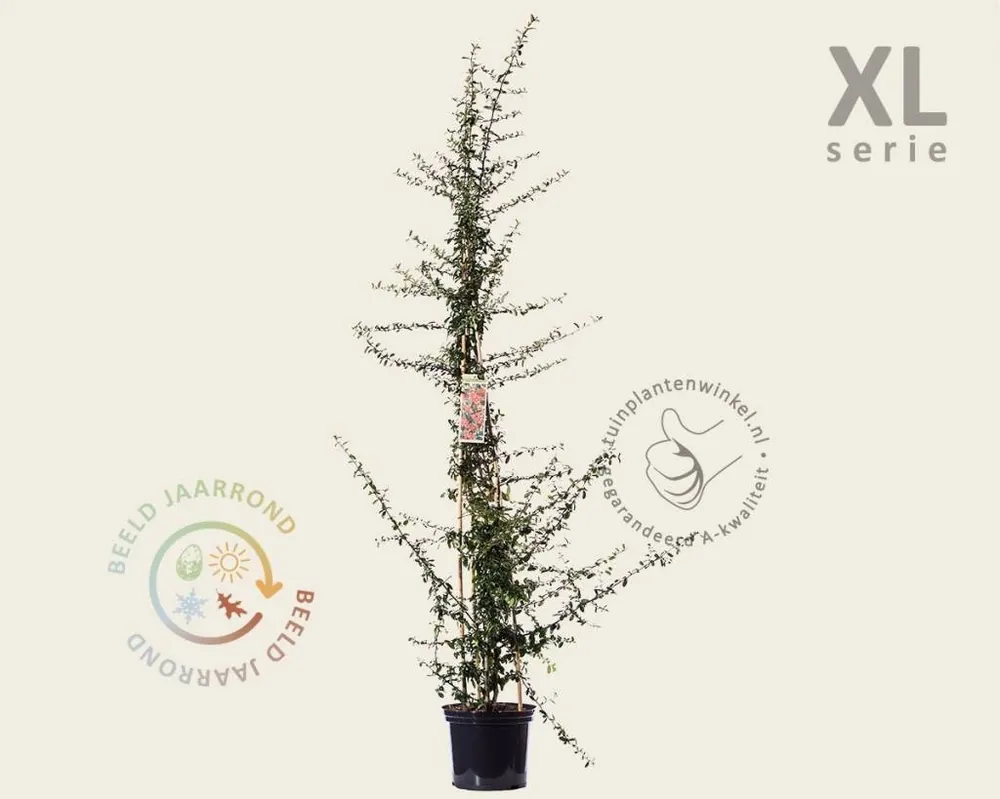 Pyracantha coccinea ‘Saphyr Rouge‘ - XL | Bijna uitverkocht