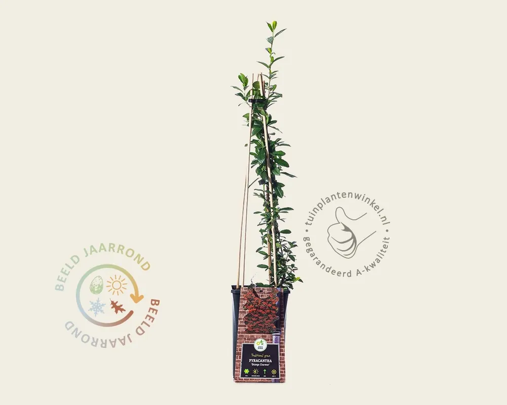 Pyracantha ‘Orange Charmer‘ | Meest verkocht