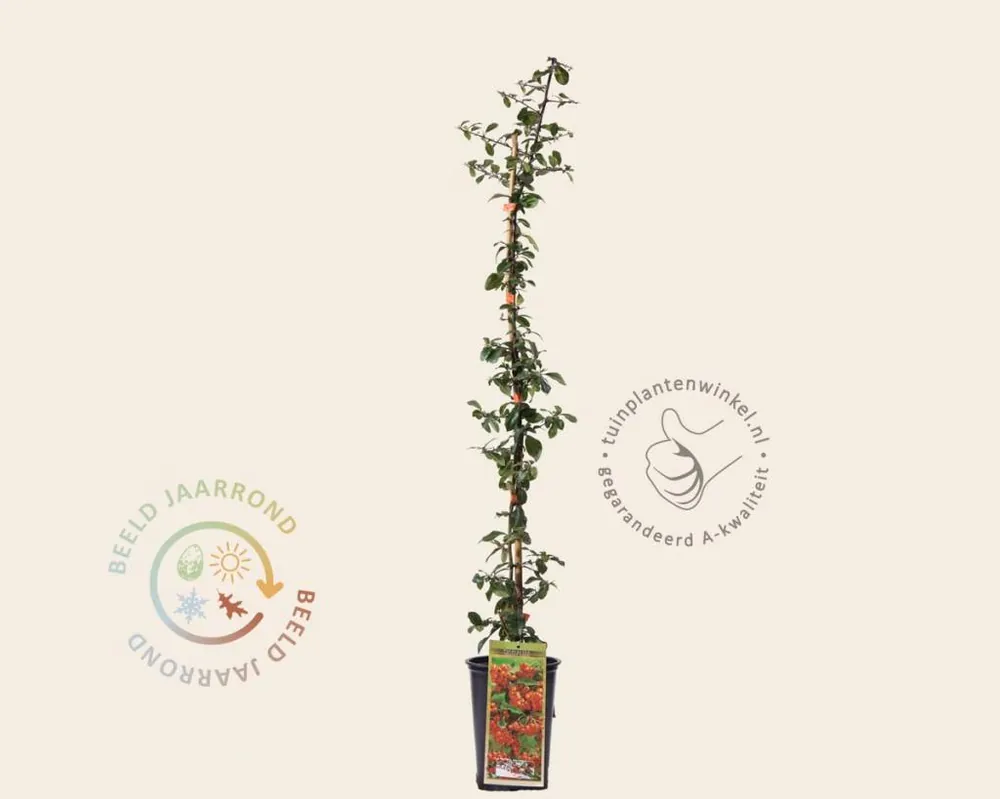 Profiteer nu - Pyracantha coccinea ‘Orange Glow‘
