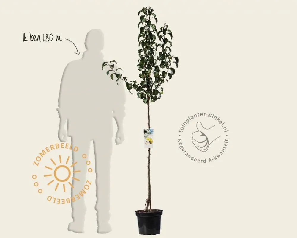 Scherpe prijs - Pyrus communis ‘Beurré Hardy‘ - halfstam