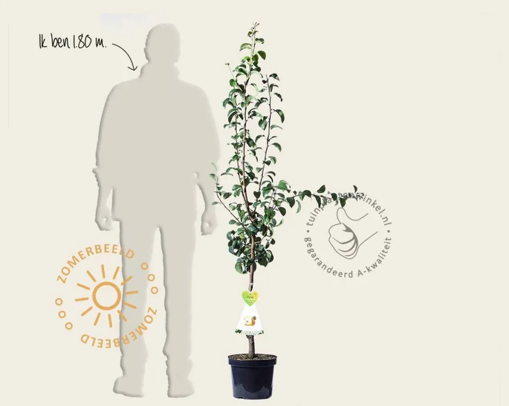 Pyrus communis ‘Beurré Hardy‘ - laagstam - Koop vandaag