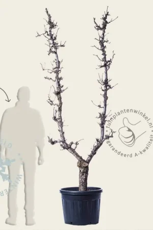 Pyrus communis ‘Beurré Hardy‘ - oude U-vorm - Koopje