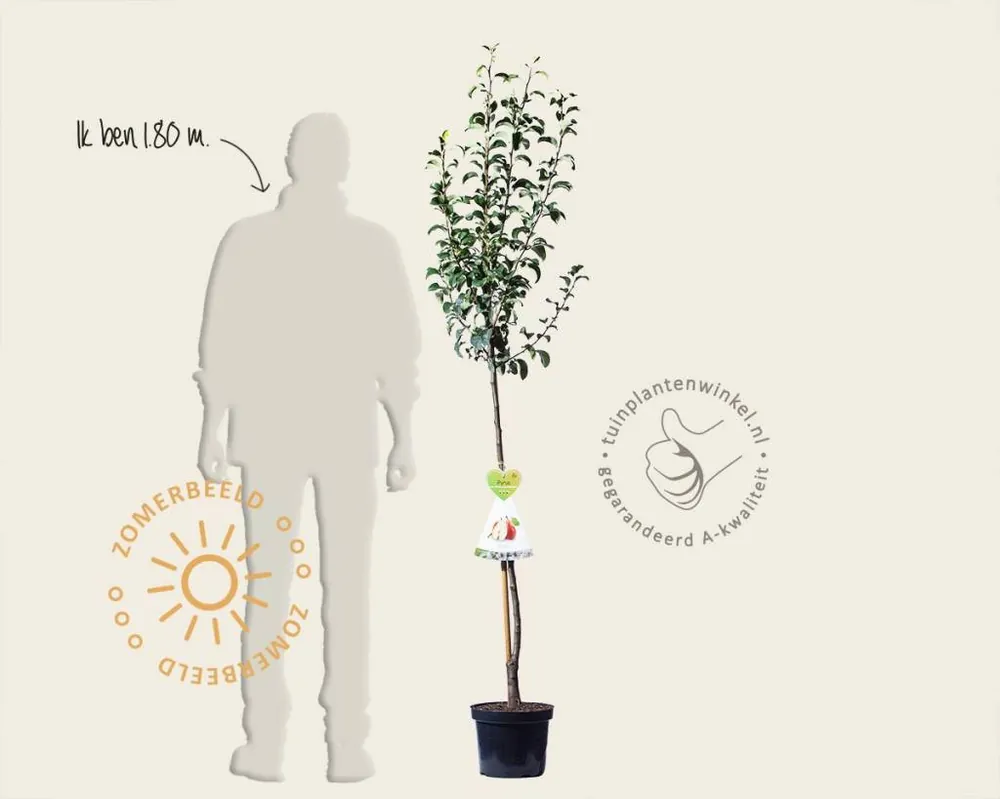 Pyrus communis ‘Bonne Louise d‘Avranches‘ - halfstam | Trending