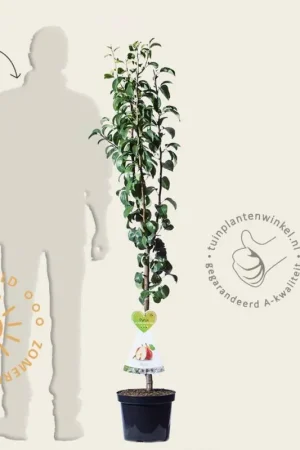 Aanrader - Pyrus communis ‘Bonne Louise d‘Avranches‘ - laagstam