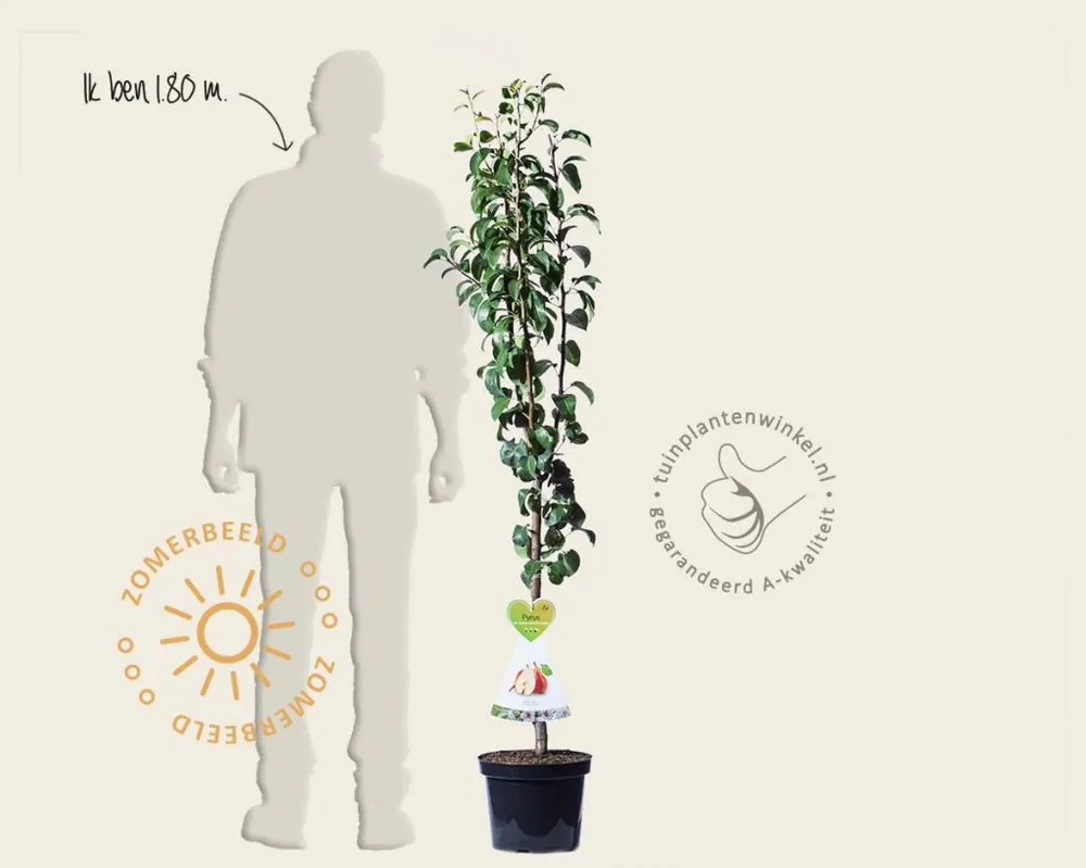 Aanrader - Pyrus communis ‘Bonne Louise d‘Avranches‘ - laagstam