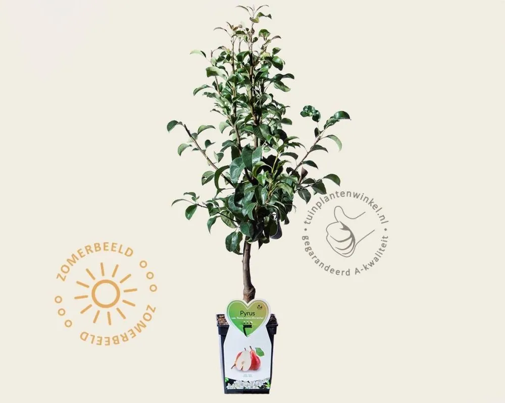 Pyrus communis ‘Bonne Louise d‘Avranches‘ - mini - Actieprijs
