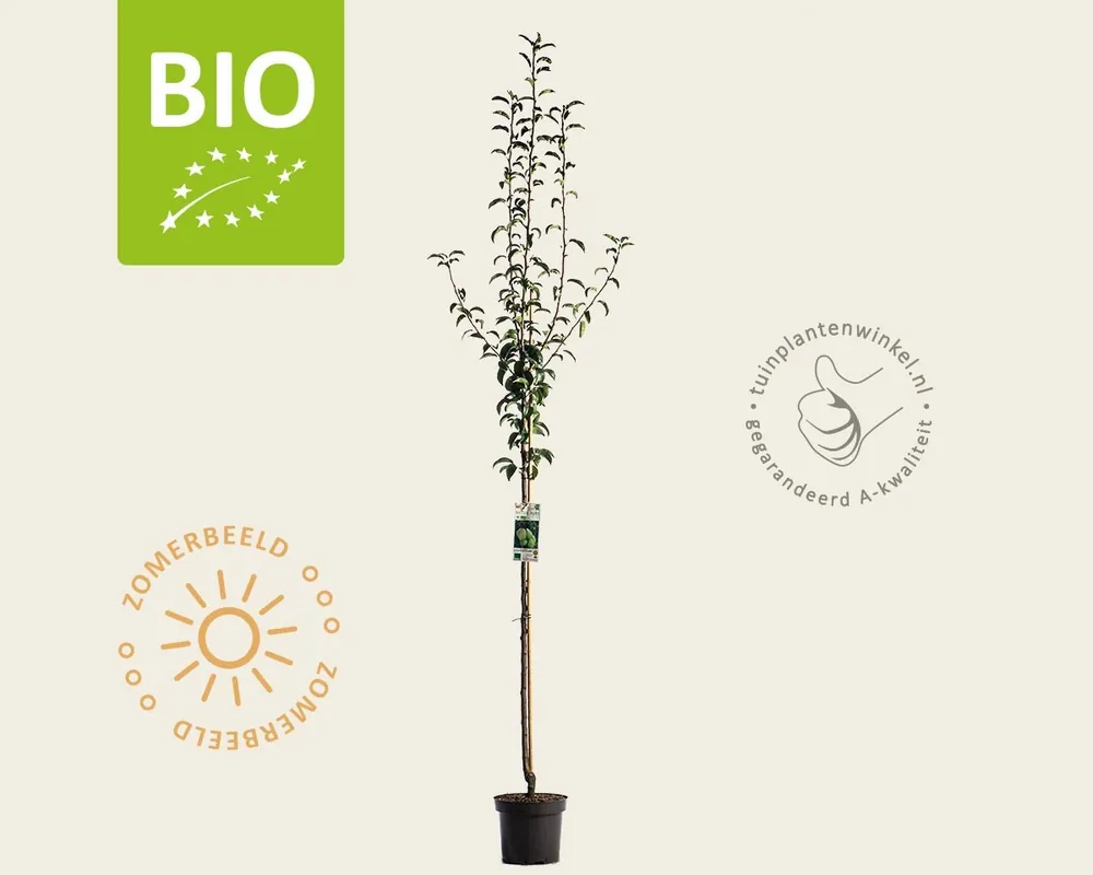 Voeg toe aan winkelwagen - Pyrus communis ‘Charneux‘ - BIO halfstam