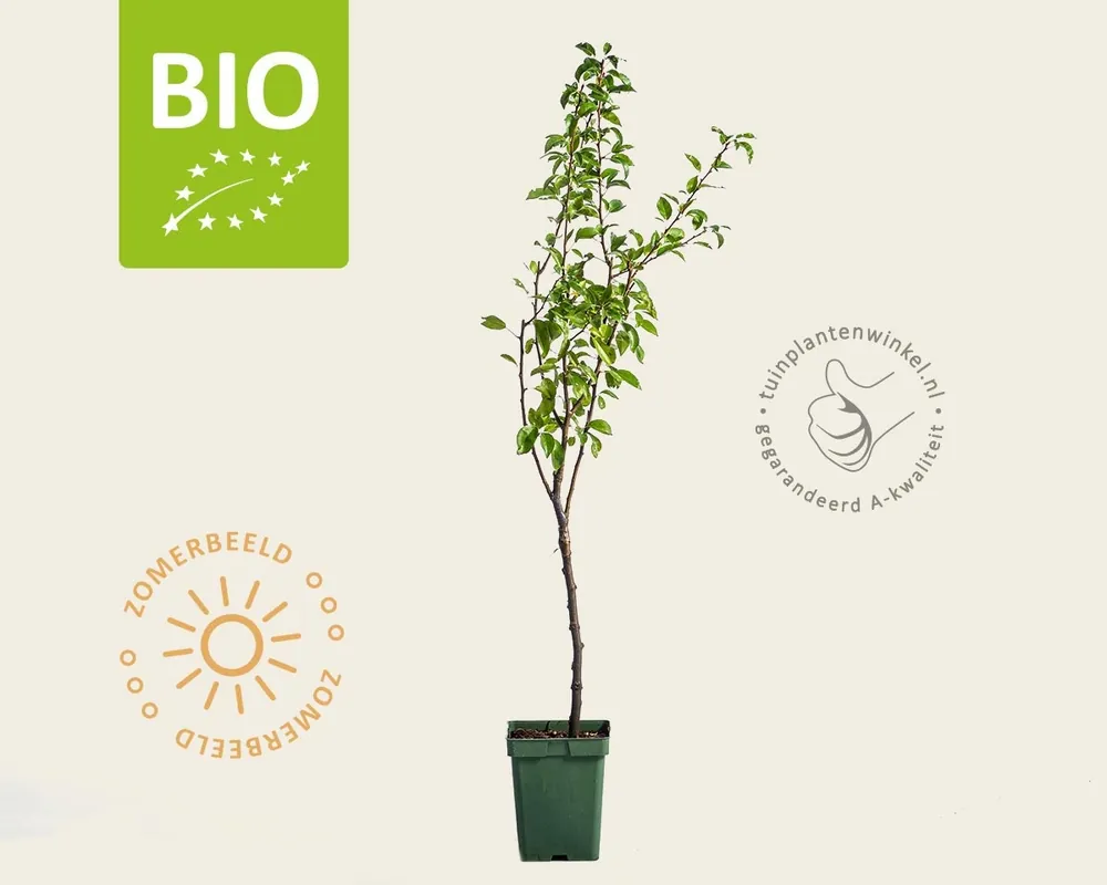 Populair bij klanten - Pyrus communis ‘Charneux‘ - BIO mini
