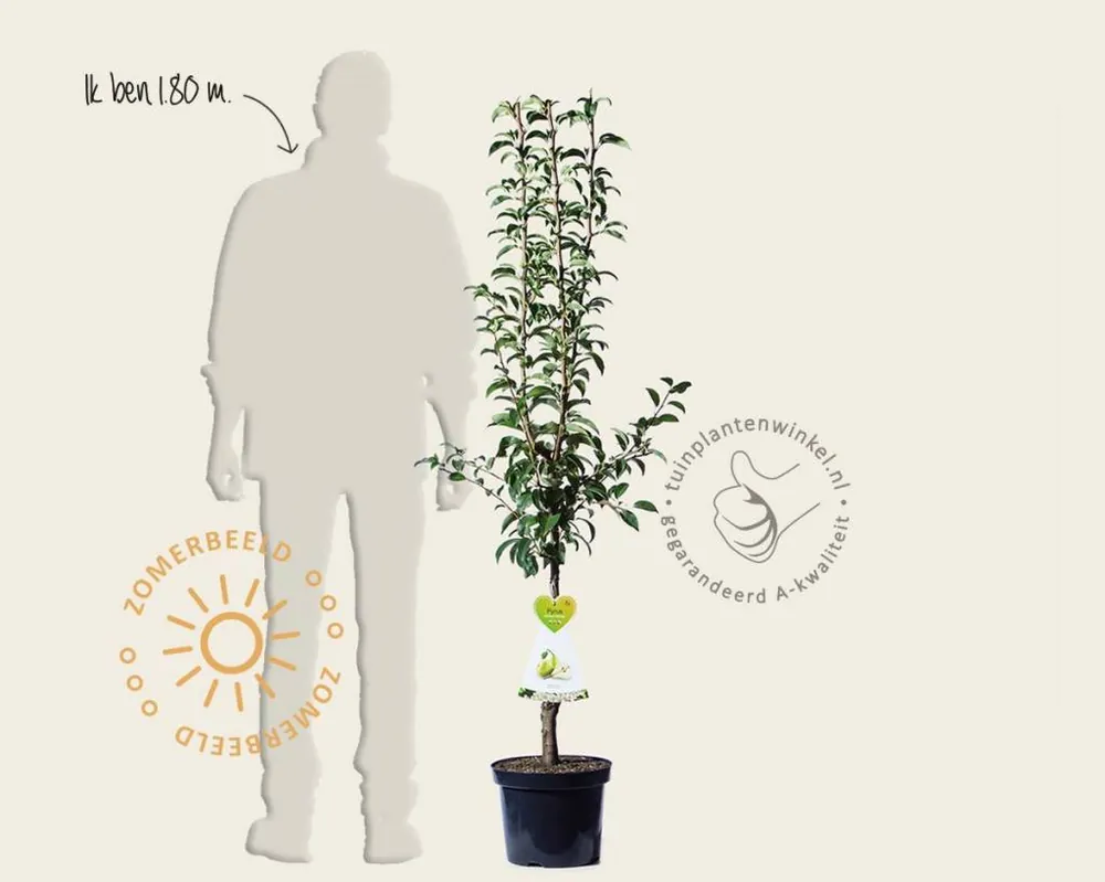 Nu kopen - Pyrus communis ‘Charneux‘ - laagstam