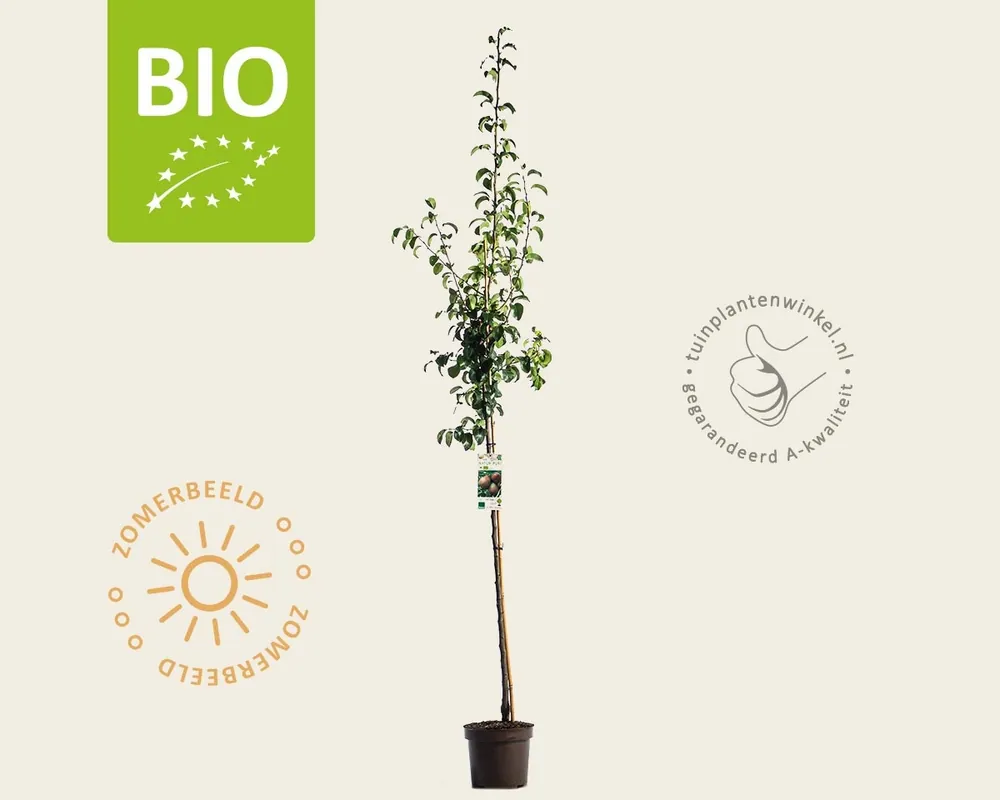 Nieuw in de shop - Pyrus communis ‘Clapp‘s Favourite‘ - BIO halfstam
