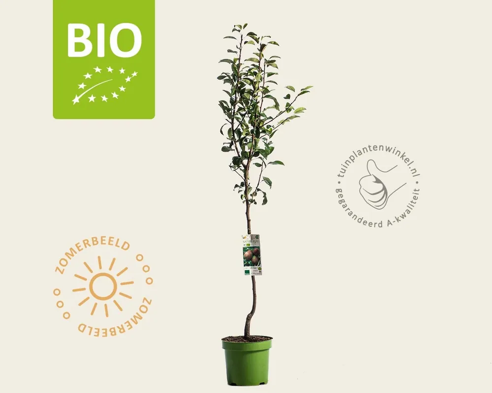 Pyrus communis ‘Clapp‘s Favourite‘ - BIO laagstam - Nieuw