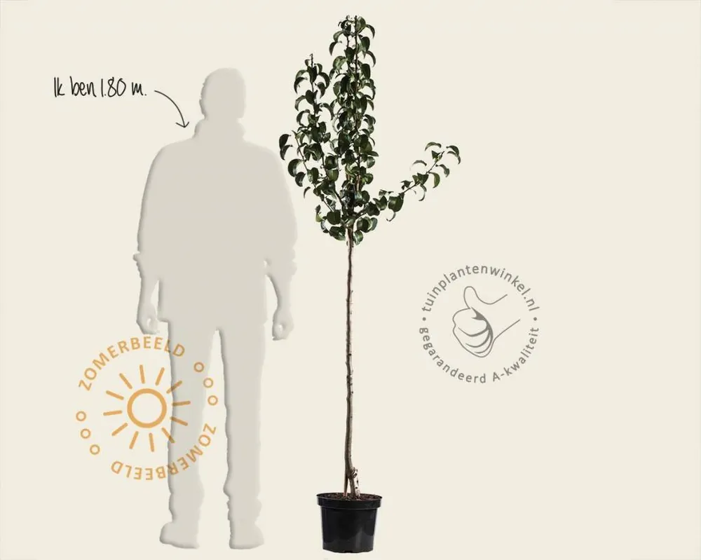 Pyrus communis ‘Clapp‘s Favourite‘ - halfstam - Fabrieksprijs