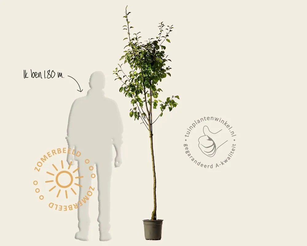 Pyrus communis ‘Comtesse de Paris‘ - halfstam | Alleen deze week