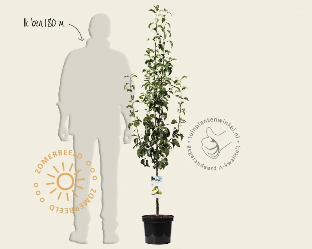 Speciale deal | Pyrus communis ‘Concorde‘ - laagstam