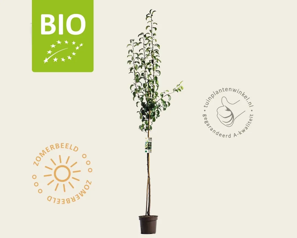 Bestelbaar | Pyrus communis ‘Conference‘ - BIO halfstam