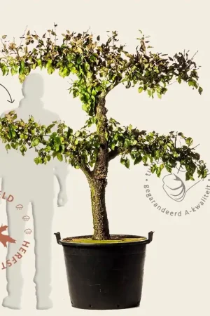 Bijna uitverkocht - Pyrus communis ‘Conference‘ - extra oude lei-vorm 2 etages