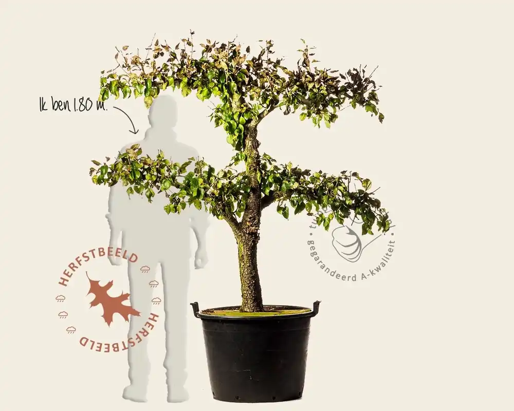 Bijna uitverkocht - Pyrus communis ‘Conference‘ - extra oude lei-vorm 2 etages