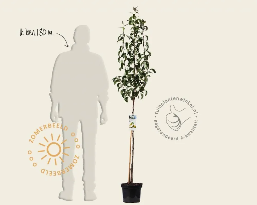Extra voordeel | Pyrus communis ‘Conference‘ - halfstam