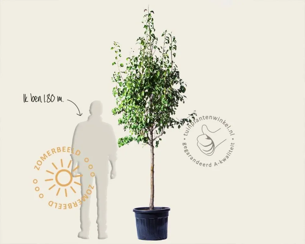 Pyrus communis ‘Conference‘ - halfstam extra - Nu beschikbaar