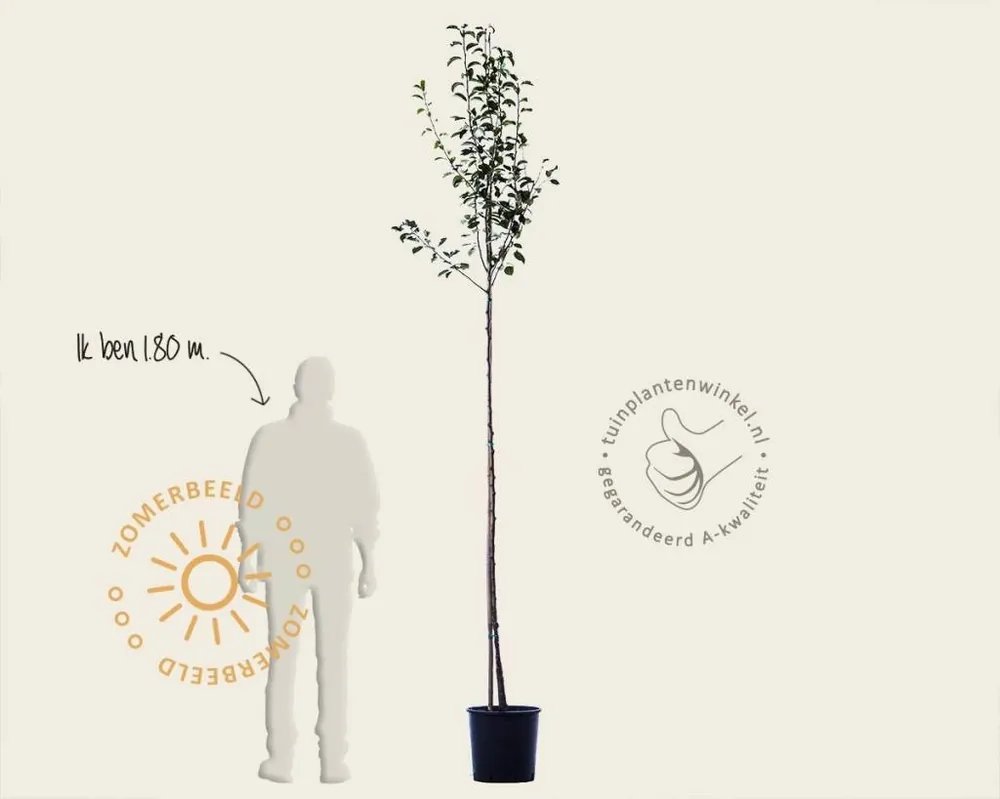 Lage prijs - Pyrus communis ‘Conference‘ - hoogstam