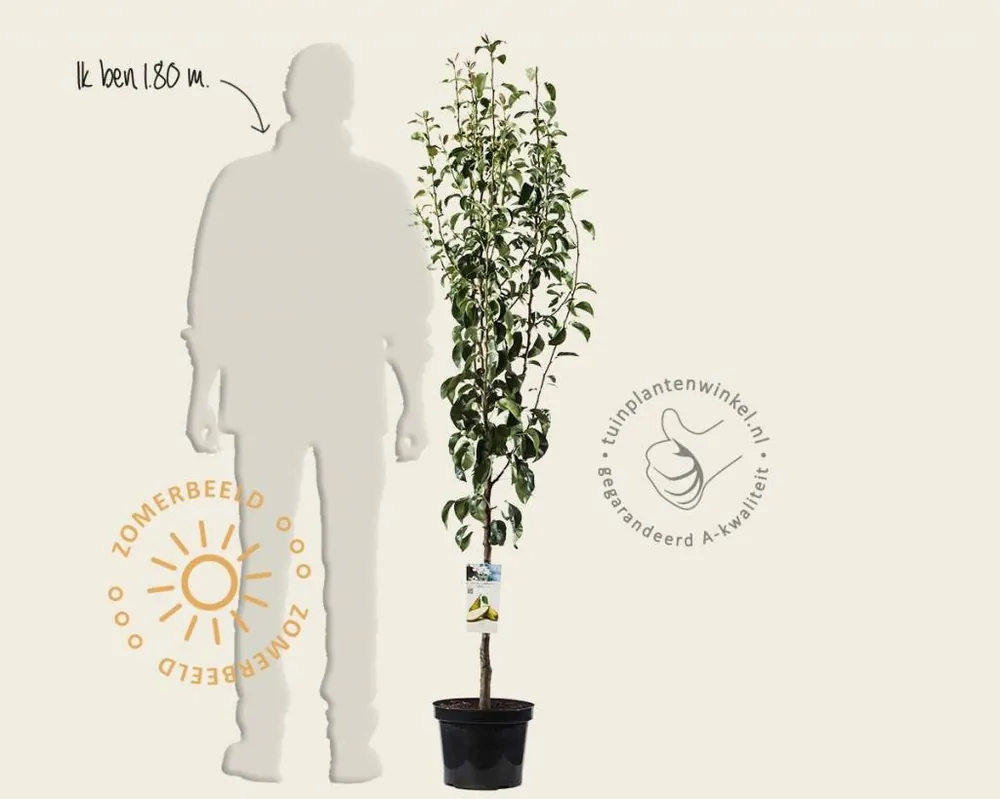 Voorraad bijna op - Pyrus communis ‘Conference‘ - laagstam
