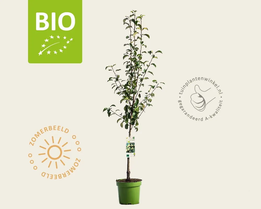 Pyrus communis ‘Conference‘ - BIO laagstam - Nu kopen
