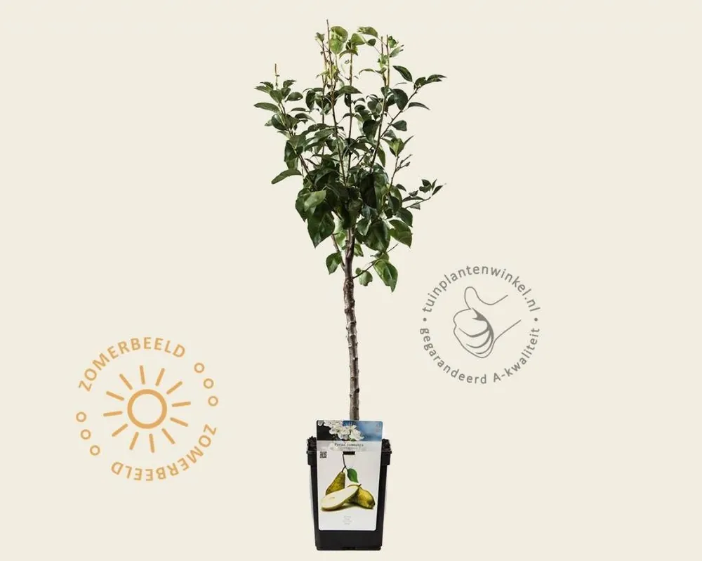 Pyrus communis ‘Conference‘ - mini | Superprijs