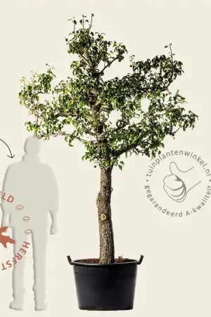 Erg populair | Pyrus communis ‘Conference‘ - oude halfstam