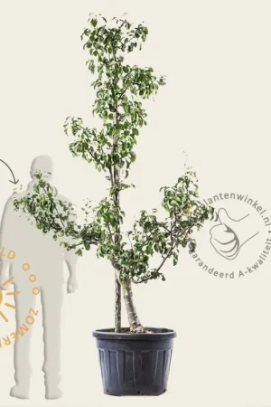 Zojuist toegevoegd | Pyrus communis ‘Conference‘ - oude laagstam