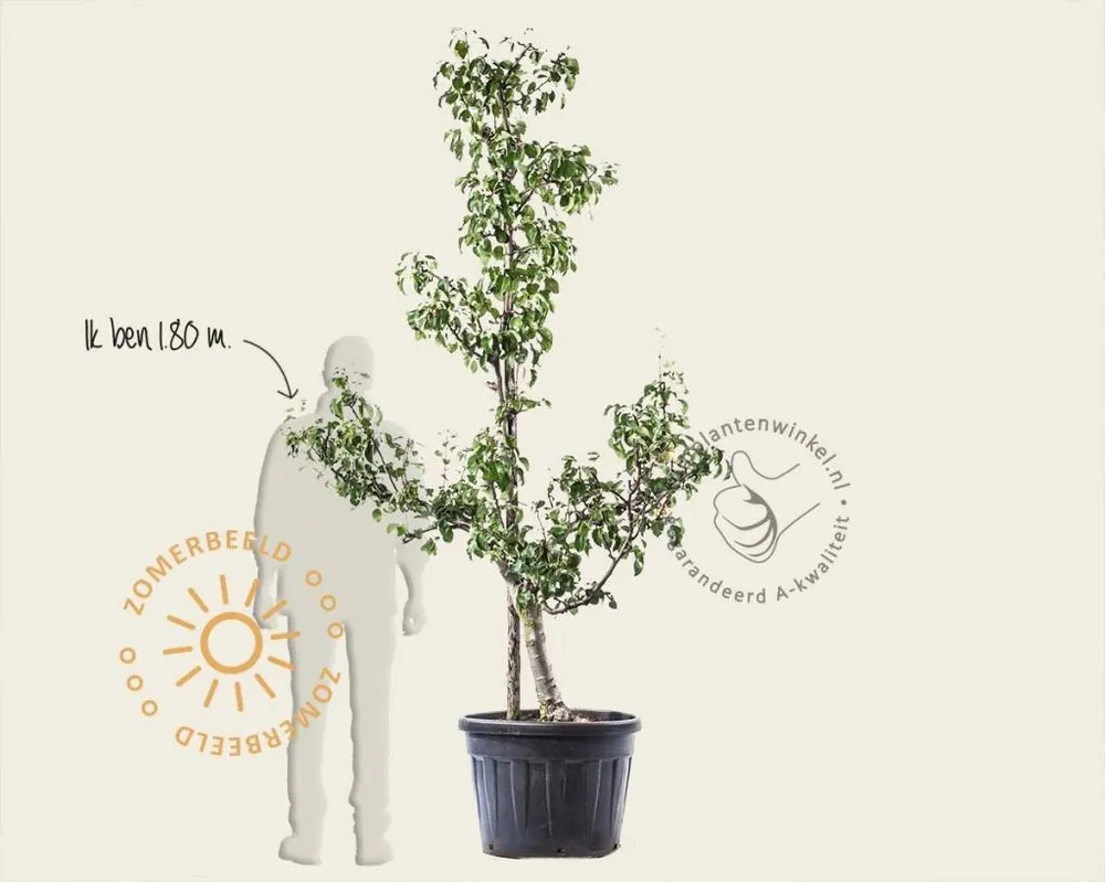 Zojuist toegevoegd | Pyrus communis ‘Conference‘ - oude laagstam