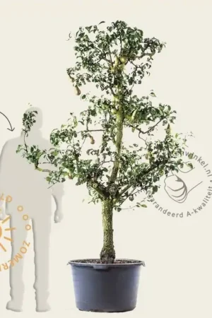 Pyrus communis ‘Conference‘ - oude laagstam | Voordeelprijs