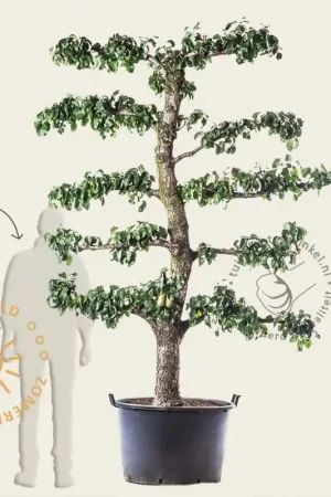 Pyrus communis ‘Conference‘ - oude lei-vorm - Direct bestellen