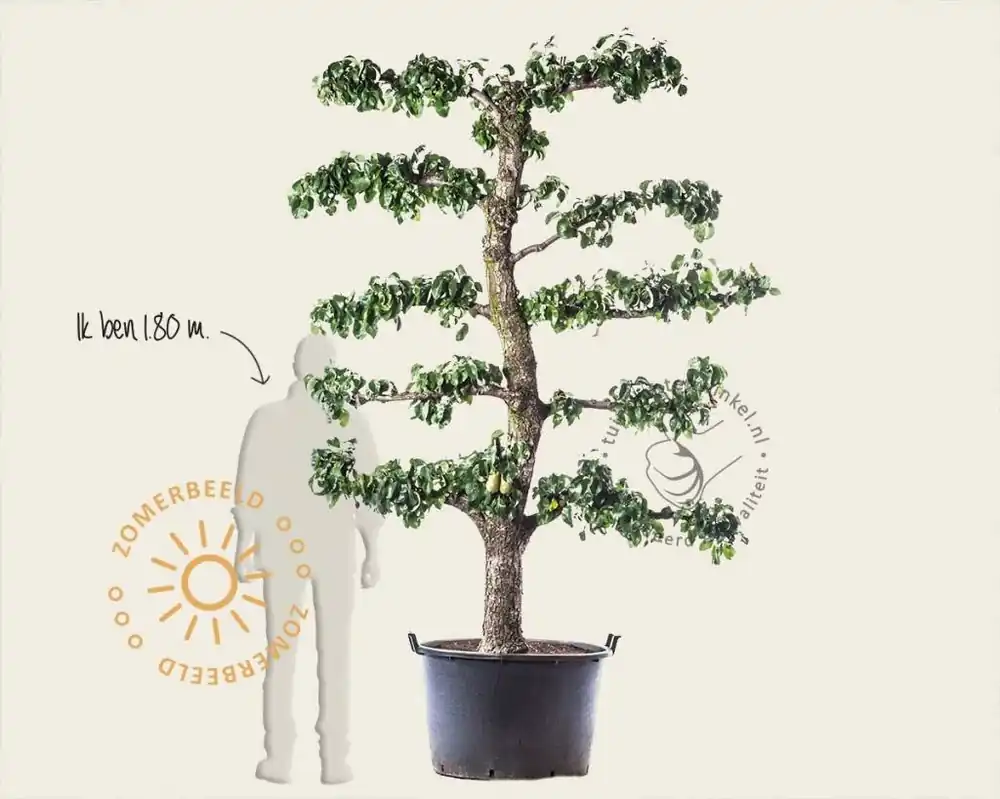 Pyrus communis ‘Conference‘ - oude lei-vorm - Direct bestellen