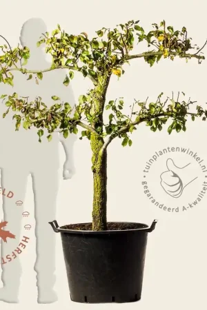 Pyrus communis ‘Conference‘ - oude lei-vorm 2 etages | Extra korting