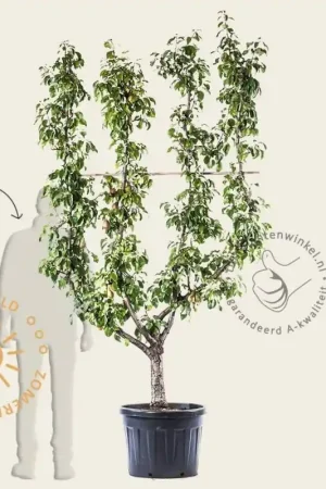 Pyrus communis ‘Conference‘ - oude lei-vorm | Beste prijs