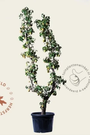 Bespaar meer | Pyrus communis ‘Conference‘ - oude U-vorm