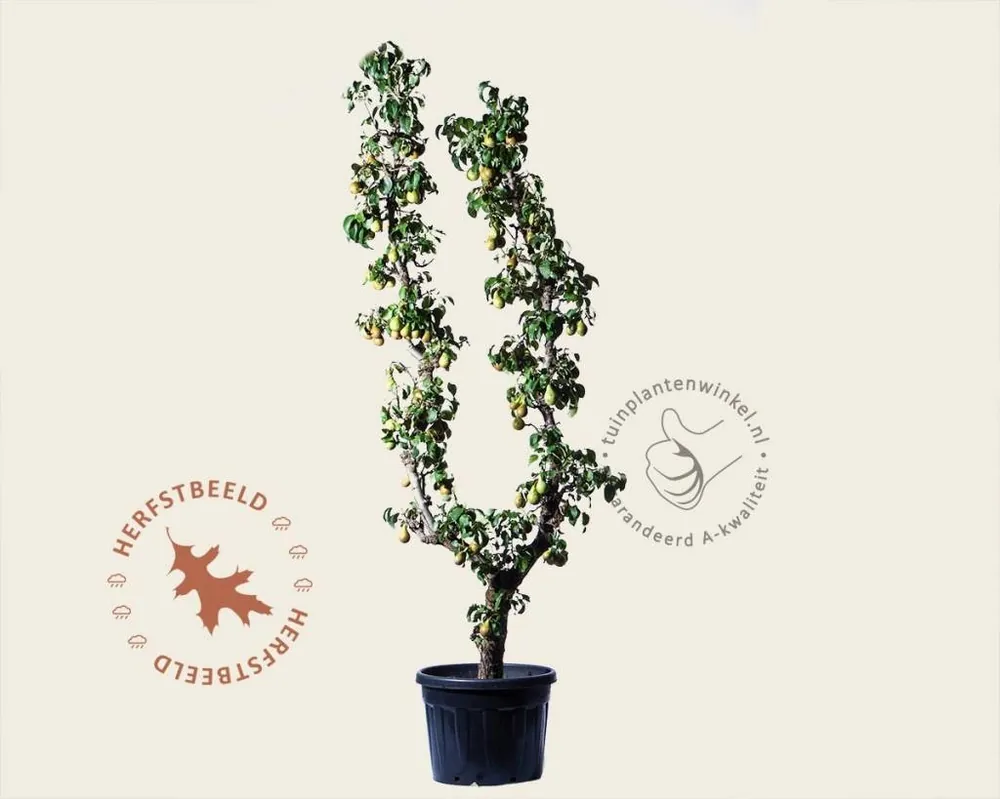 Bespaar meer | Pyrus communis ‘Conference‘ - oude U-vorm