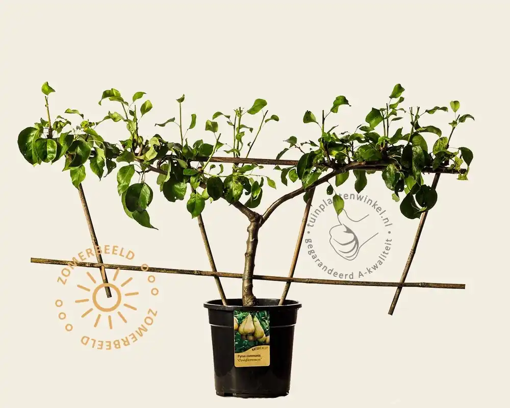 Pyrus communis ‘Conference‘ - Step-over two-way - Op voorraad