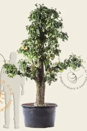 Speciale deal | Pyrus communis ‘Conference‘ - zeer oude laagstam