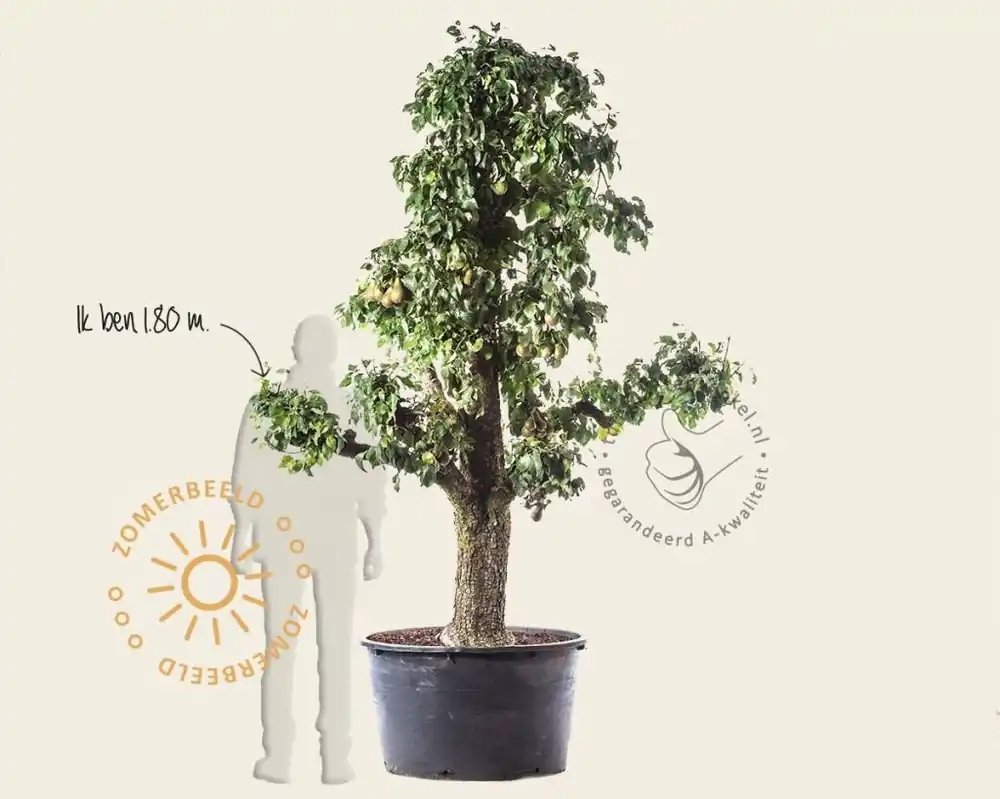Speciale deal | Pyrus communis ‘Conference‘ - zeer oude laagstam