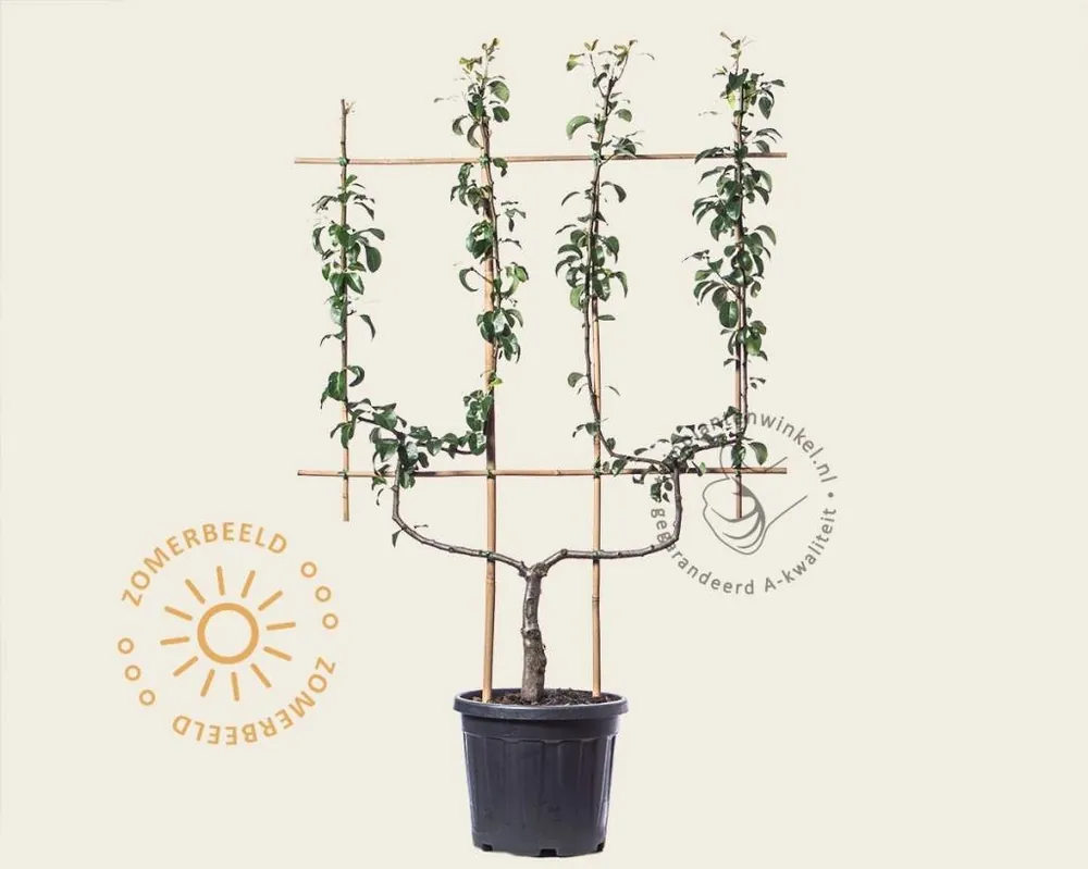 Pyrus communis ‘Doyenne du Comice‘ - dubbele U-vorm | Mis het niet