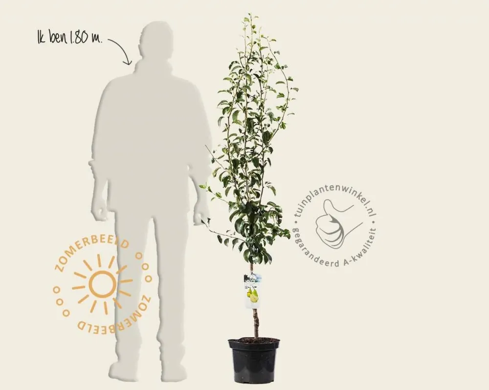 Pyrus communis ‘Doyenne du Comice‘ - laagstam | Scherpe prijs