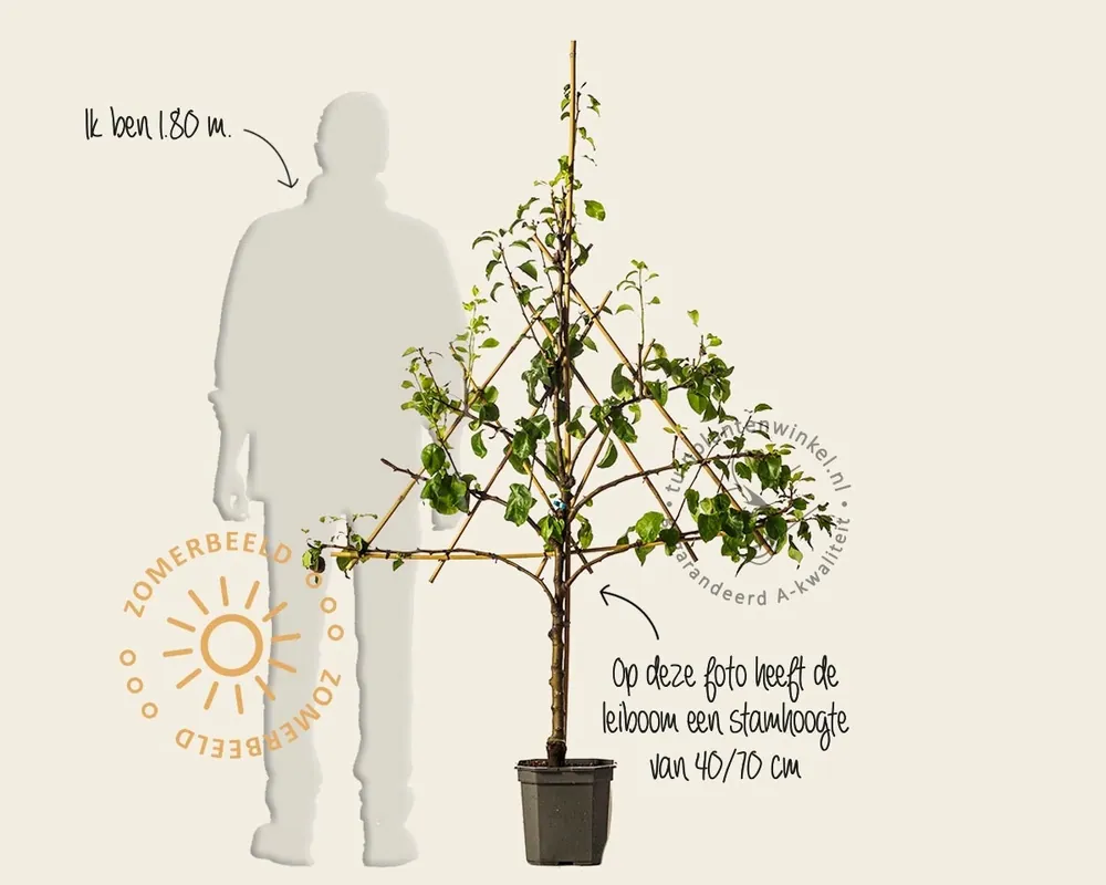 Nieuw product - Pyrus communis ‘Doyenne du Comice‘ - lei-vorm
