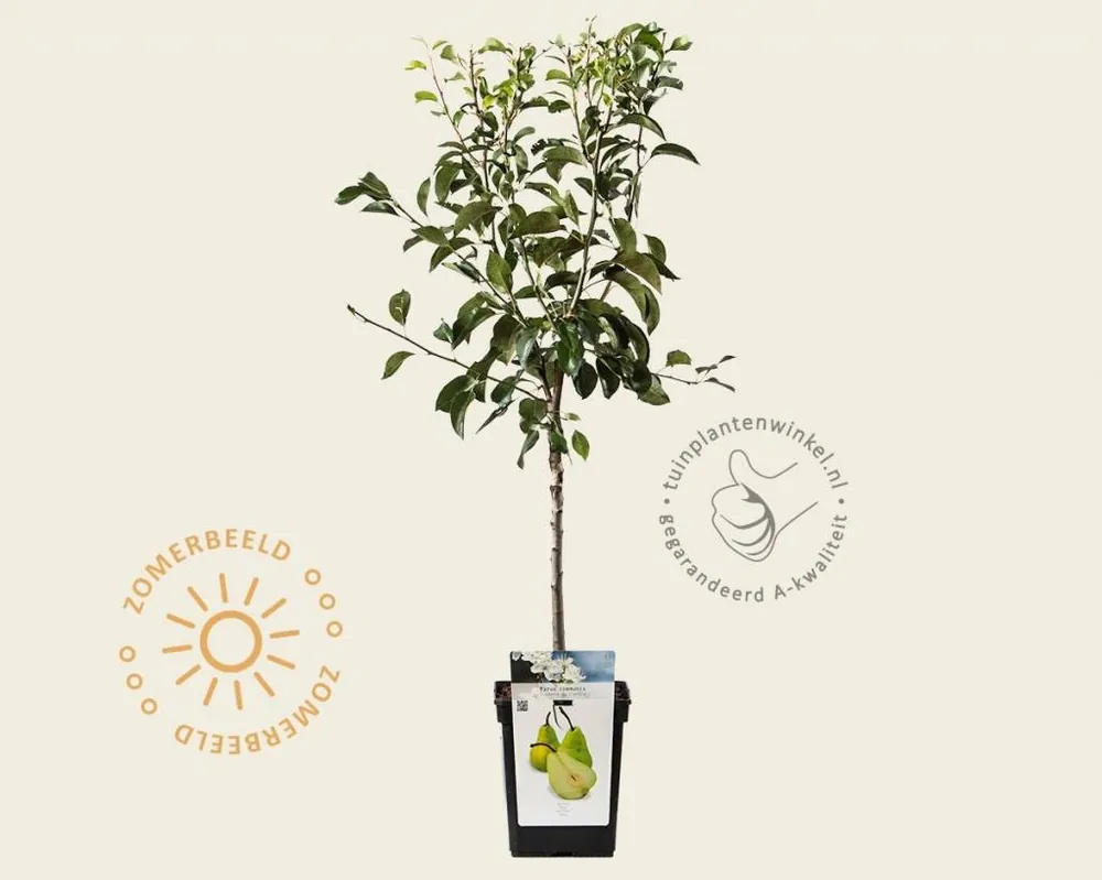 Pyrus communis ‘Doyenne du Comice‘ - mini - Nu beschikbaar