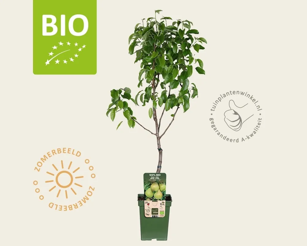 Pyrus communis ‘Doyenne du Comice‘ - BIO mini - Premiumkwaliteit