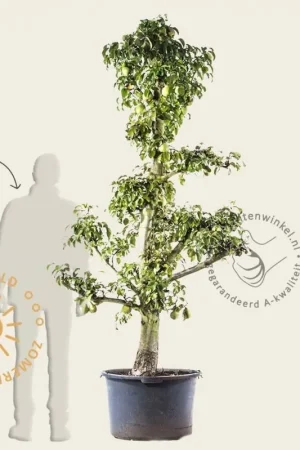 Online kopen - Pyrus communis ‘Doyenne du Comice‘ - oude laagstam
