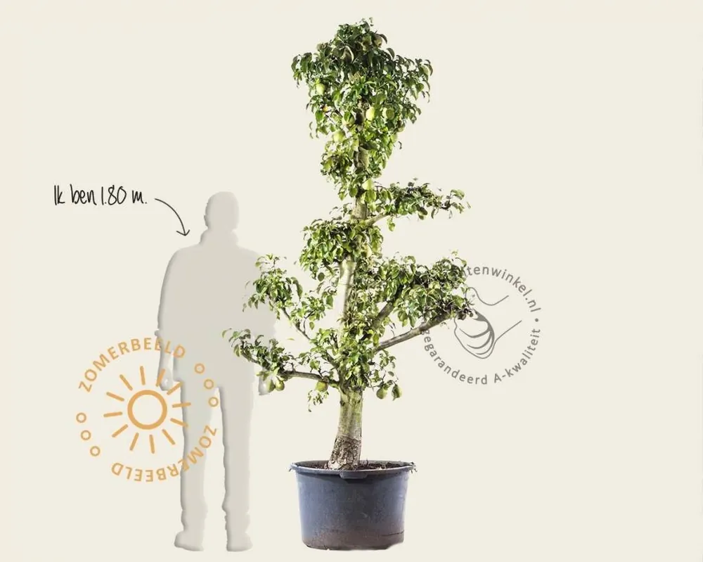 Online kopen - Pyrus communis ‘Doyenne du Comice‘ - oude laagstam