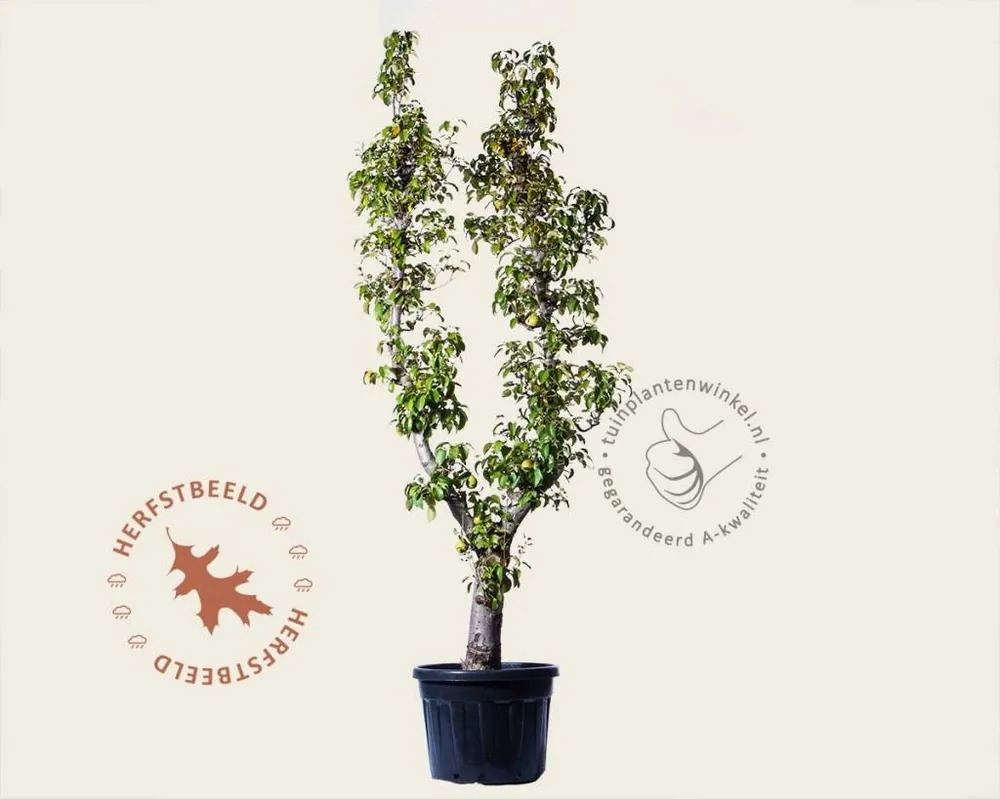 Pyrus communis ‘Doyenne du Comice‘ - oude U-vorm - Nieuwe release