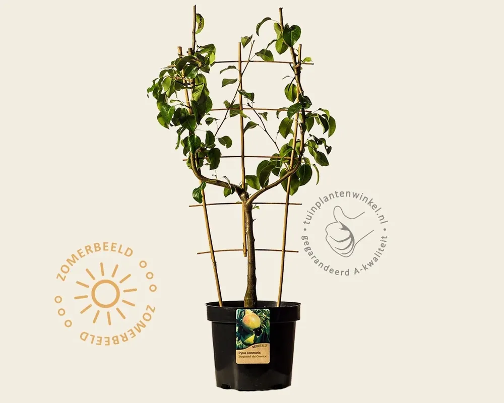Pyrus communis ‘Doyenne du Comice‘ - U-vorm | Bespaar meer